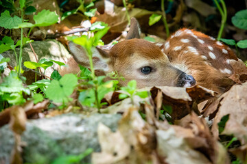 Baby Deer Laying in Bushes