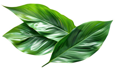 Nature of tropical green leaves isolated on a white background, showcasing their lush texture and vibrant color with a clean and simple presentation