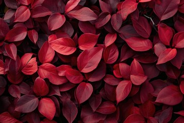 Red colour is nature form.