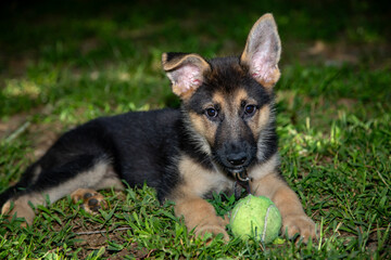 Cute German Shepherd Puppy Outside in Grass