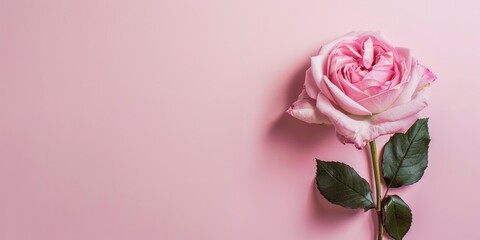 Fototapeta premium Single pink rose on pastel pink background. Flat lay composition with copy space for greeting card or invitation.
