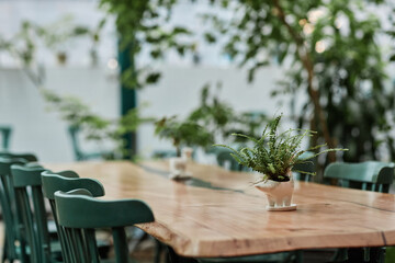 Small fern in shaped ceramic pot on wooden table in eco cafe