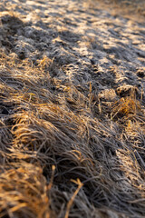 part of the field where the grass froze in winter