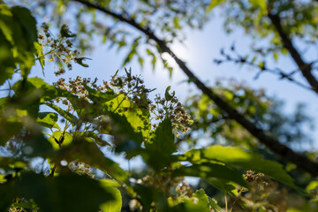 Fototapeta premium a beautiful maple tree in May in spring