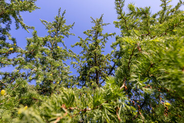 beautiful larch in May in spring