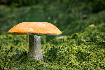 White mushroom in a mountain forest. Wet forest with mushrooms.