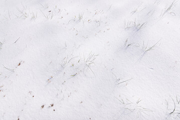 A close-up shot of grass blades emerging through a layer of fresh snow, creating a minimalist winter landscape