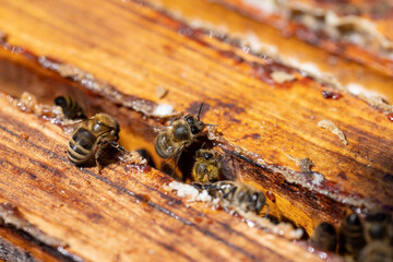 a bee hive with honey bees in sunny weather in summer