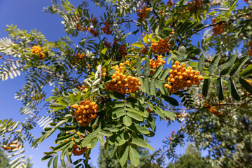 the beautiful foliage of the mountain ash in sunny weather