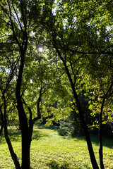Fototapeta premium Mixed deciduous forest with green foliage in summer