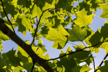 the beautiful foliage of the tulip tree in sunny weather