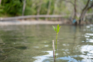 A Single Mangrove Sprout Growing in Shallow Water