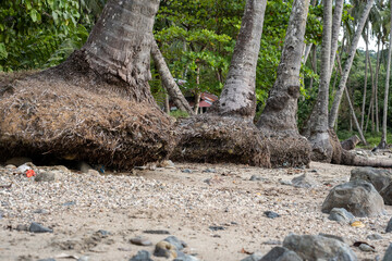 Fototapeta premium Palm Tree Roots Exposed on a Beach
