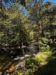 riverside walk in the forest