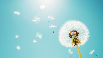 Dandelion with seeds flying in the wind against a clear blue sky with space for text.