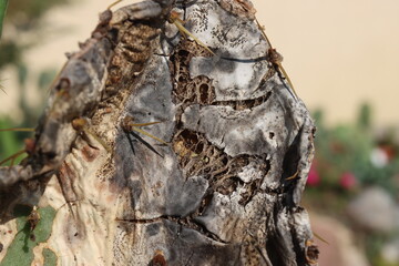 kaktus opuncja tuna © Perovskia