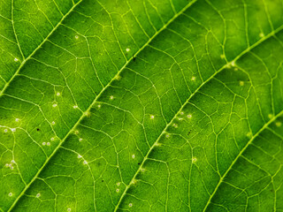 Background texture green leaf structure macro photography
