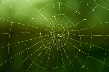 Vibrantly coloured rainy spiderweb, macrofocus on water drops
