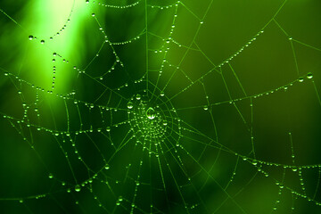 Vibrantly coloured rainy spiderweb, macrofocus on water drops