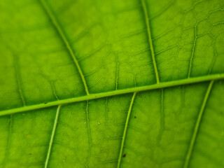 Mango leaf background, fresh green mango leaf texture. Macro
