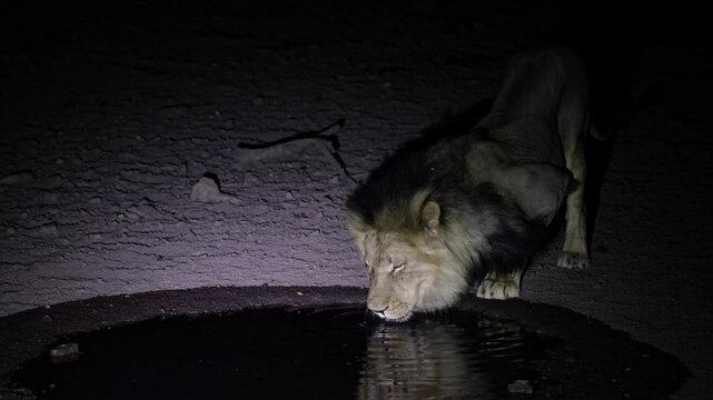  a male lion drinking water at night