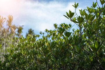 Lush Green Foliage Against a Cloudy Blue Sky