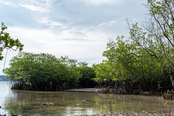Mangrove Trees and Exposed Roots in a Shallow Body of Water