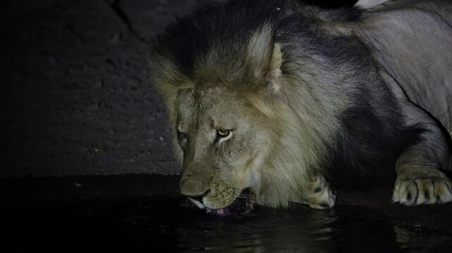 a male lion drinking water at night.
