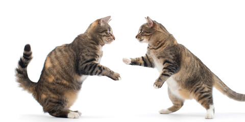 Two cats playing on a white background. The cat is fighting. Pet products advertising banner.
