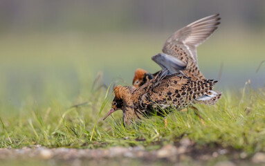 Ruff - male bird at a wetland on the mating season in spring