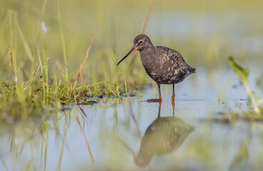Spotted redshank  - in spring feeding at wetland  on the migration way