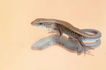 A young sun skink is sunbathing before starting his daily activities. This reptile has the scientific name Mabouya multifasciata.