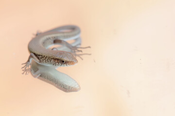 A young sun skink is sunbathing before starting his daily activities. This reptile has the scientific name Mabouya multifasciata.
