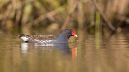 The common moorhen - adult bird in spring