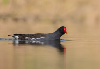 The common moorhen - adult bird in spring