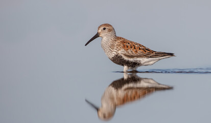 Dunlin - adult bird at a wetland on the spring migration 