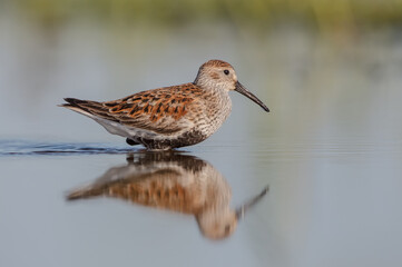 Dunlin - adult bird at a wetland on the spring migration 