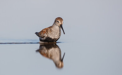 Dunlin - adult bird at a wetland on the spring migration 