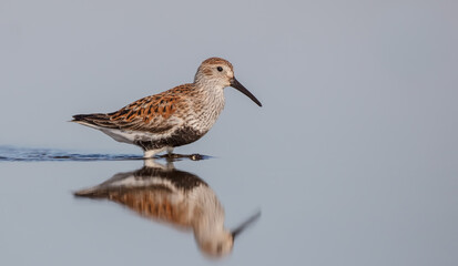 Dunlin - adult bird at a wetland on the spring migration 