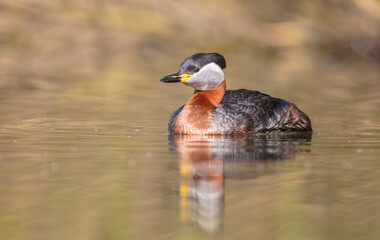 Red-necked grebe at the small lake in spring