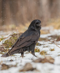 Common Raven - in winter at a wet forest