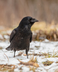 Fototapeta premium Common Raven - in winter at a wet forest