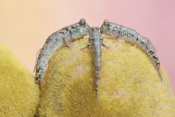 Three barred mudskippers are resting. This fish, which is mostly done in the mud, has the scientific name Periophthalmus argentilineatus.