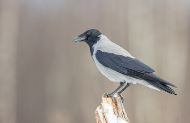 Hooded Crow - at the wet forest in early spring