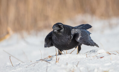 Common Raven - in winter at a wet forest