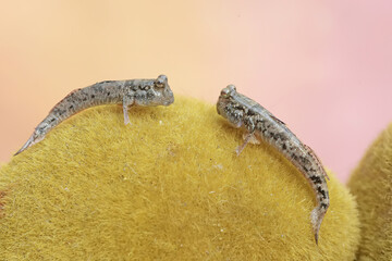 Two barred mudskippers are resting. This fish, which is mostly done in the mud, has the scientific name Periophthalmus argentilineatus.