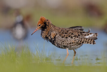 Ruff - male bird at a wetland on the mating season in spring