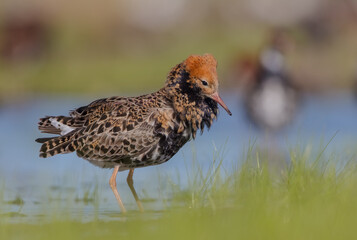 Obraz premium Ruff - male bird at a wetland on the mating season in spring