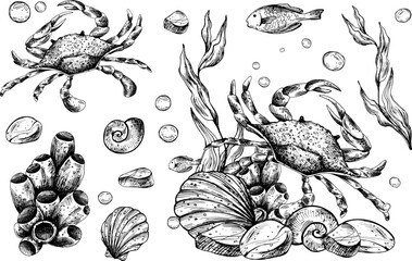 Underwater world clipart with sea animals crab, shells, coral and algae. Graphic illustration hand drawn in black ink. Set of isolated objects EPS vector.