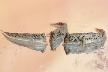 Three barred mudskippers are resting. This fish, which is mostly done in the mud, has the scientific name Periophthalmus argentilineatus.